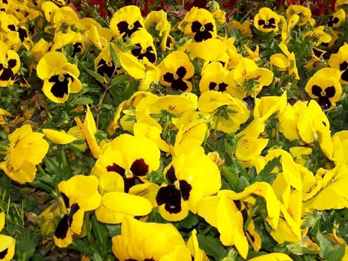 ɫ