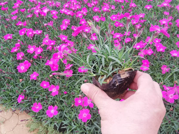 ŷʯ